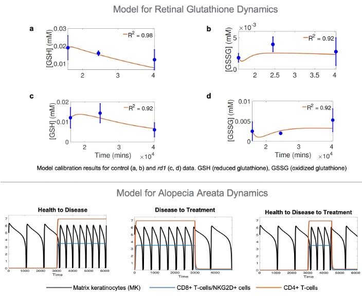 Model for Retinal Glutathione Dynamics