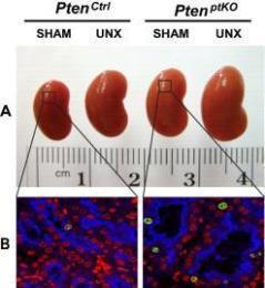 chen figure 1