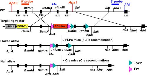 fig 2B