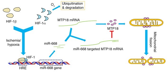 Slide 1 miR-668