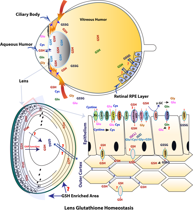 Fan Figure 1