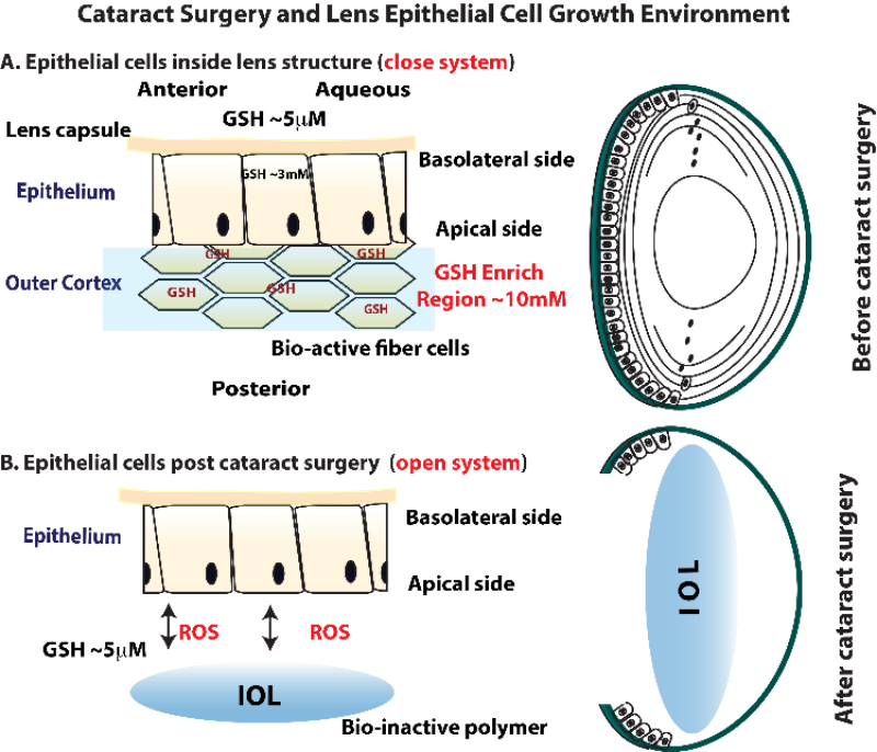 Fan Figure 3