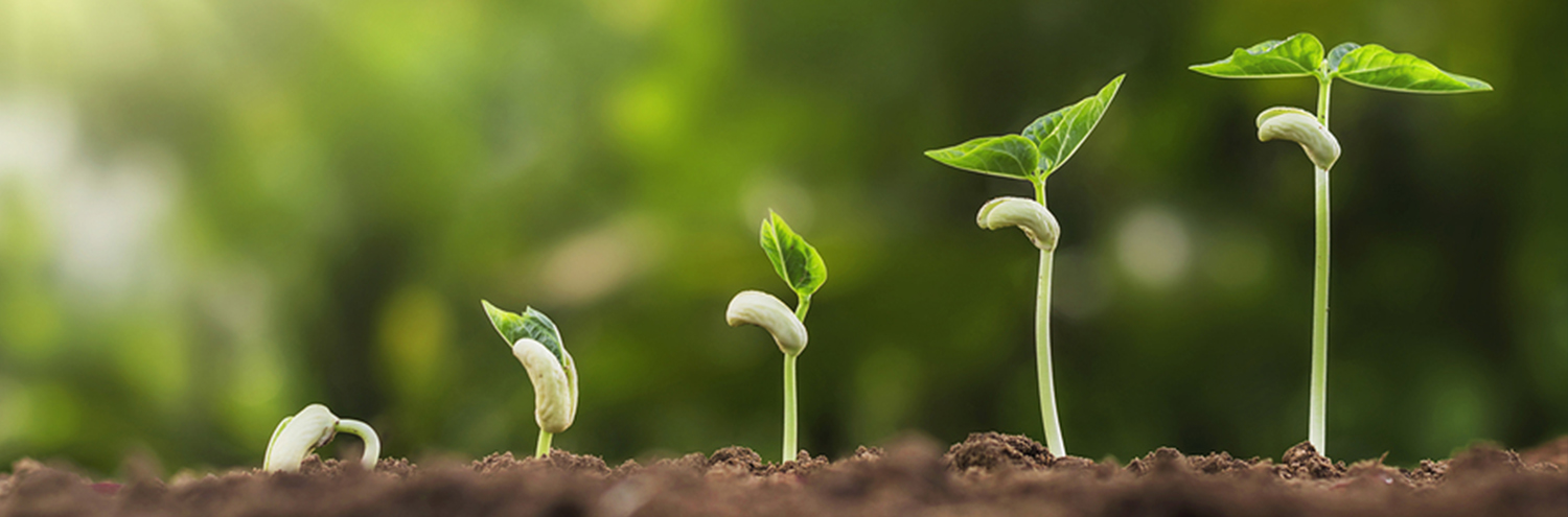 Image of seeds growing into plants