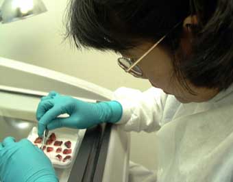 Shows the frozen strips of tissue taken from a Mohs surgical procedure are frozen and cut into strips for staining and analysis.