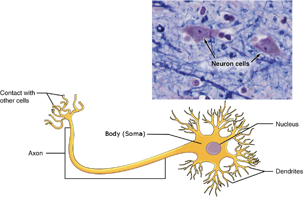 Anatomic diagram of a neuron