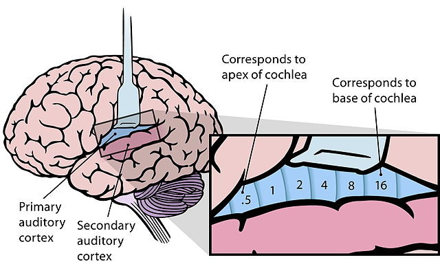Tonotopic organization of auditory cortex