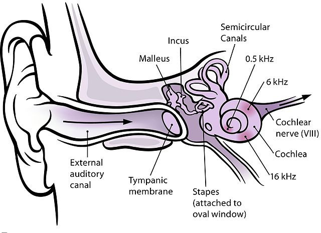 Anatomic diagram of frequency response