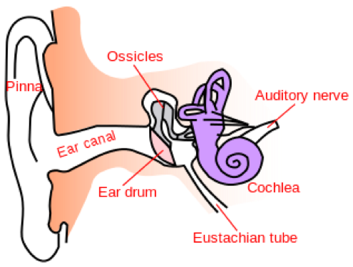 Anatomic Diagram of the Human Ear
