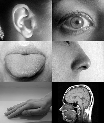 Five Senses