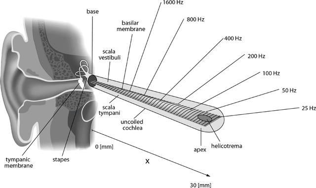 Tonotopic organization of the cochlea