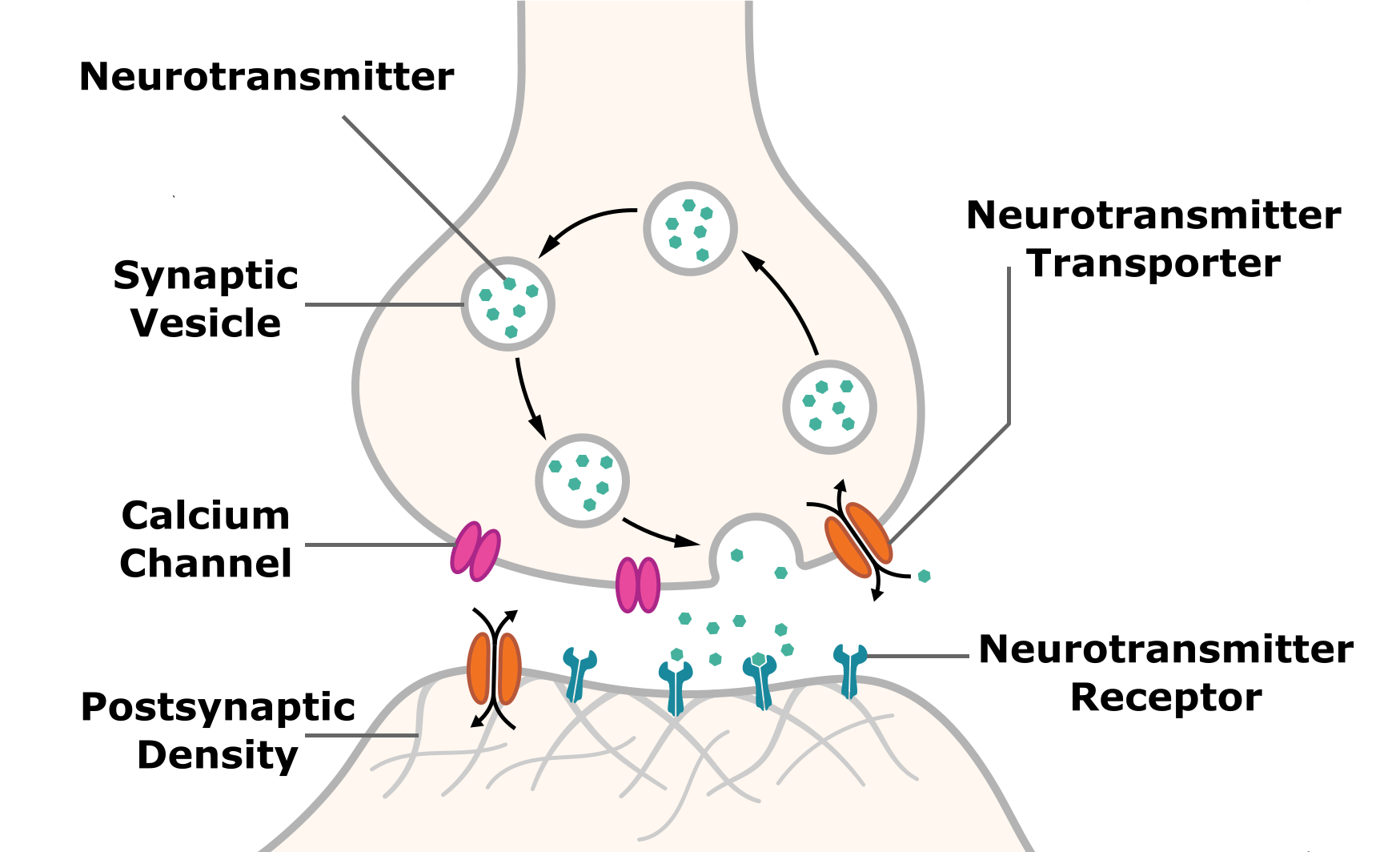 Anatomic diagram of a synapse