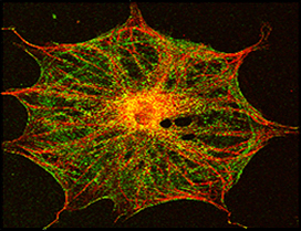 muller cells