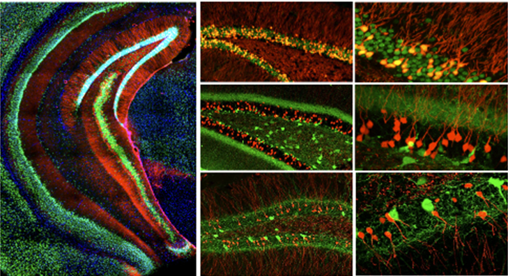 Dr. Lu lab image