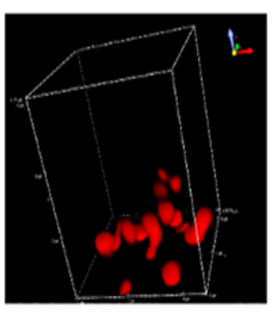 Wang lab image