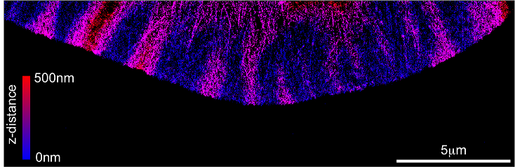 A 3D-STORM image showing the actin cytoskeleton in the lamellipodia of a neuronal cell.