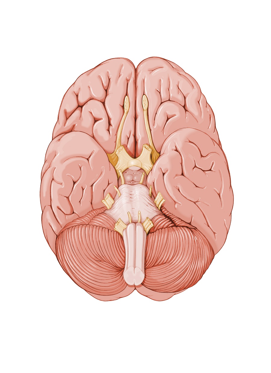 drawing of the base of the brain; looking from below