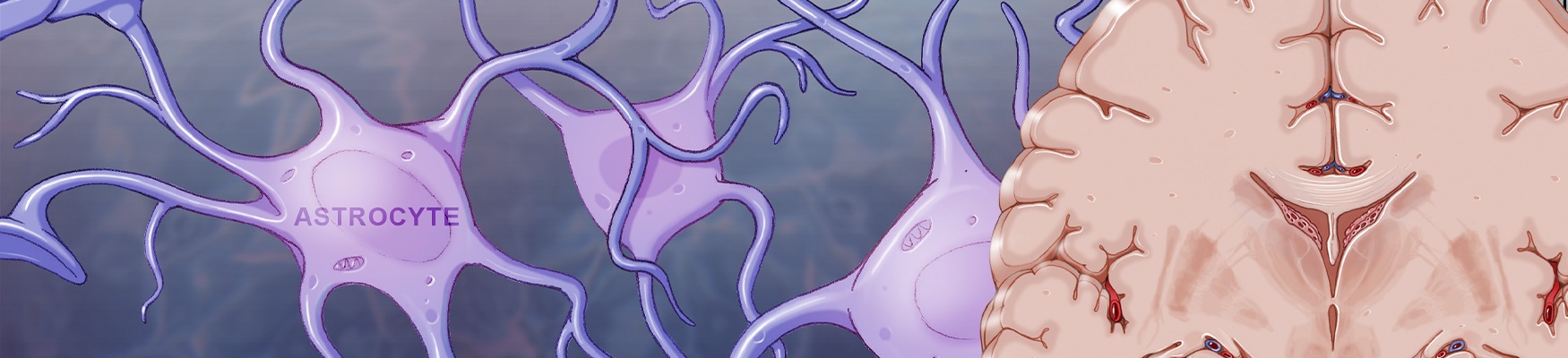 drawn image of astrocytes and brain as promo image