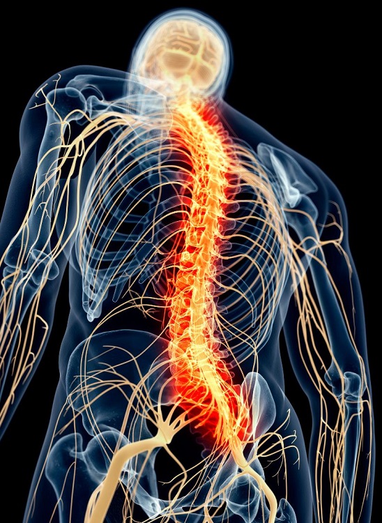 spinal nerves x-ray