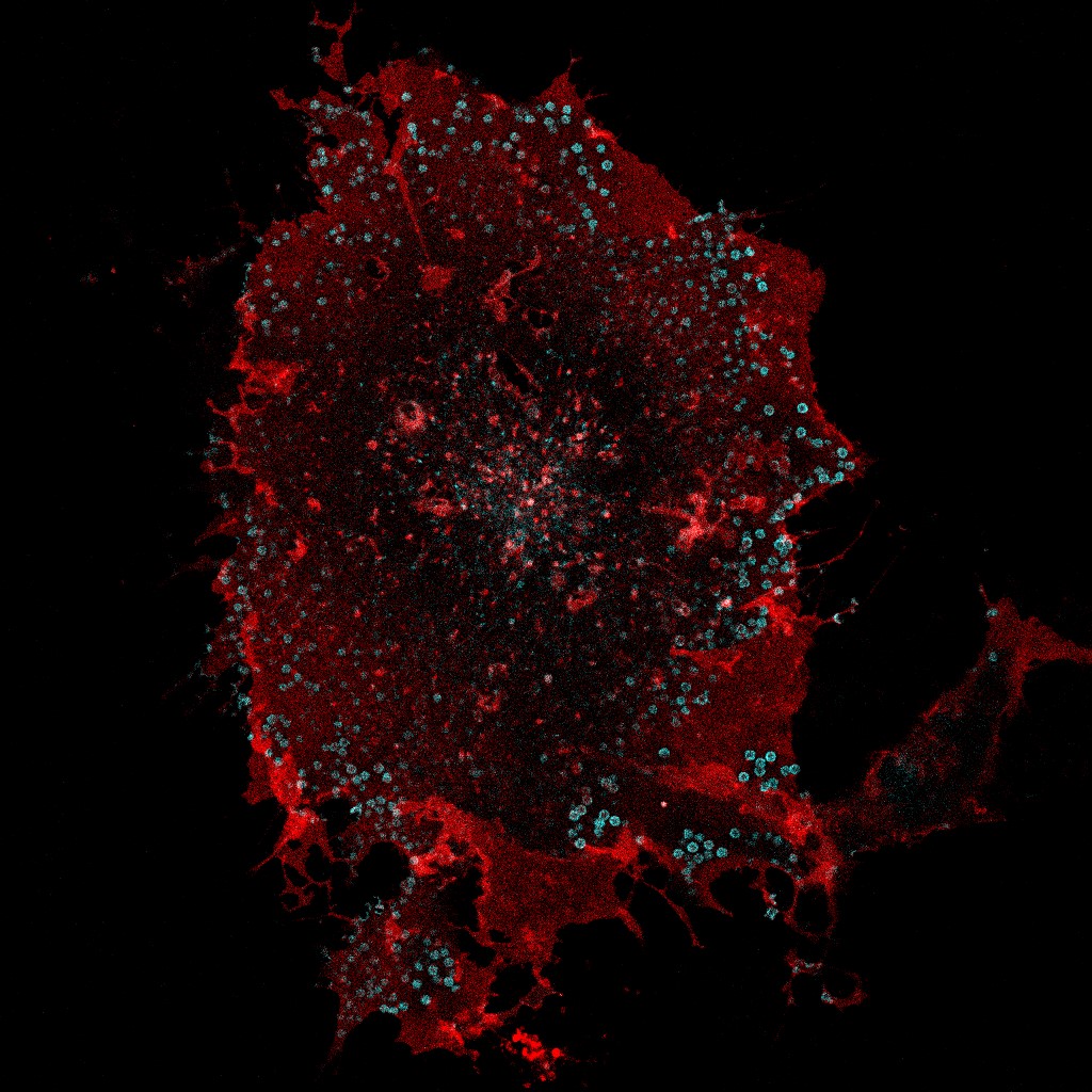 β adrenergic receptors (blue) clustered into artificial microdomains on the surface of a living COS7 cell (red). 