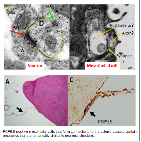 Technical Image of Dr. O'Connor's research