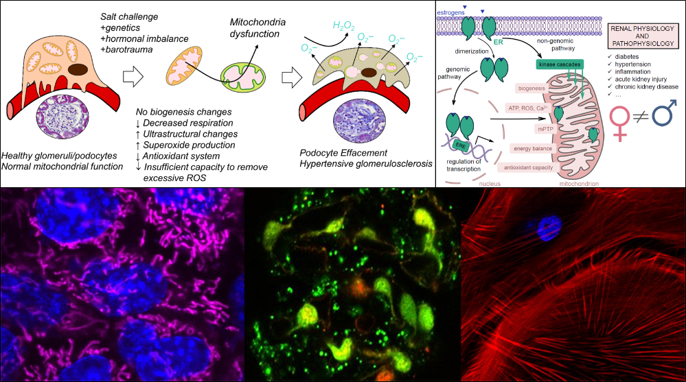 Dr. Ilatovskaya research image