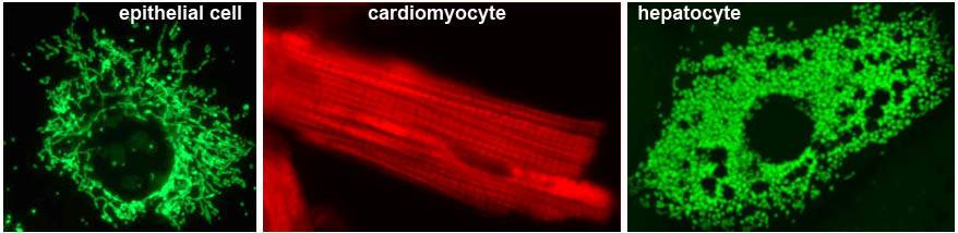 Photos of the many shapes of mitochondria