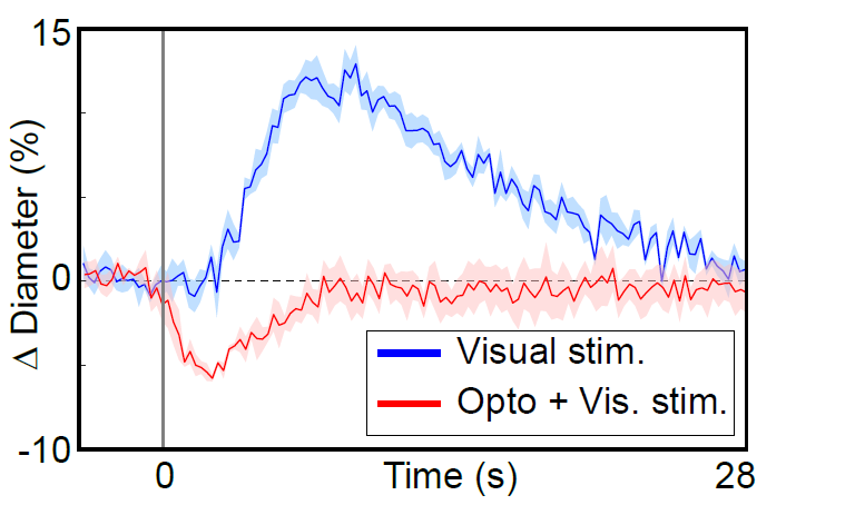 visual stimuli