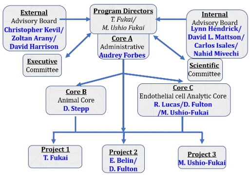Administrative Core (Core A), led by Dr. Tohru Fukai and co-led by Dr. Masuko Ushio-Fukai, provides leadership, coordination, and oversight for the Program Project. It integrates three research projects and two scientific cores, supports collaboration, tracks progress, and manages finances, compliance, advisory activities, meetings, and communications.