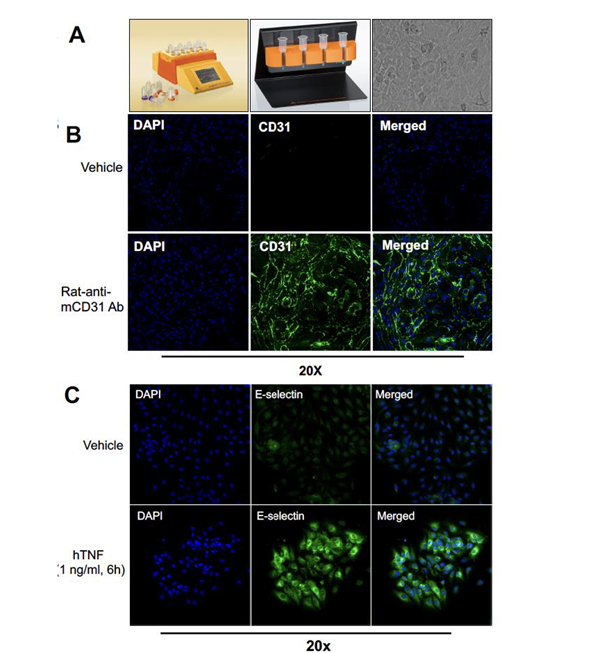 Endothelial Cell isolation and characterization
