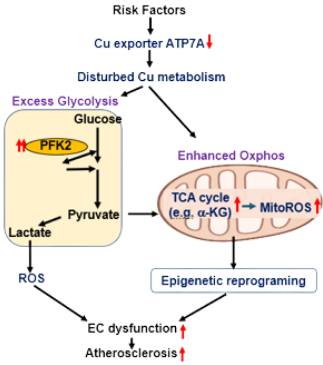 The figure demonstrates that disturbed Cu metabolism induced by endothelial ATP7A downregulation drives EC dysfunction by orchestrating the excessive glycolysis-ROS axis as well as OXPHOS-epigenetic reprogramming, which in turn accelerates atherosclerosis.