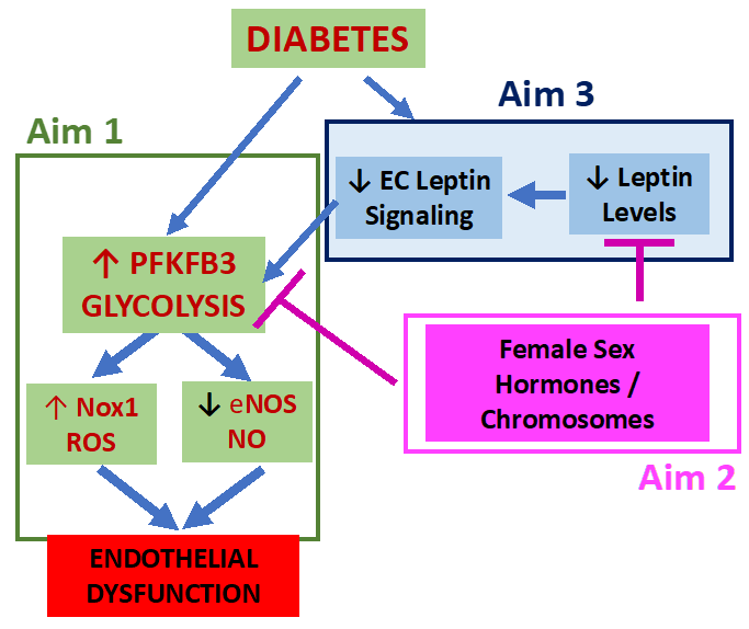Schematic illustrating the three aims of the project: (1) to test whether diabetes induces endothelial dysfunction through glycolysis/PFKFB3–dependent increases in ROS production and reduced NO bioavailability; (2) to test whether diabetes decreases leptin levels and impairs endothelial leptin signaling; and (3) to test whether female sex hormones and sex chromosomes influence leptin production and endothelial cell glycolysis.