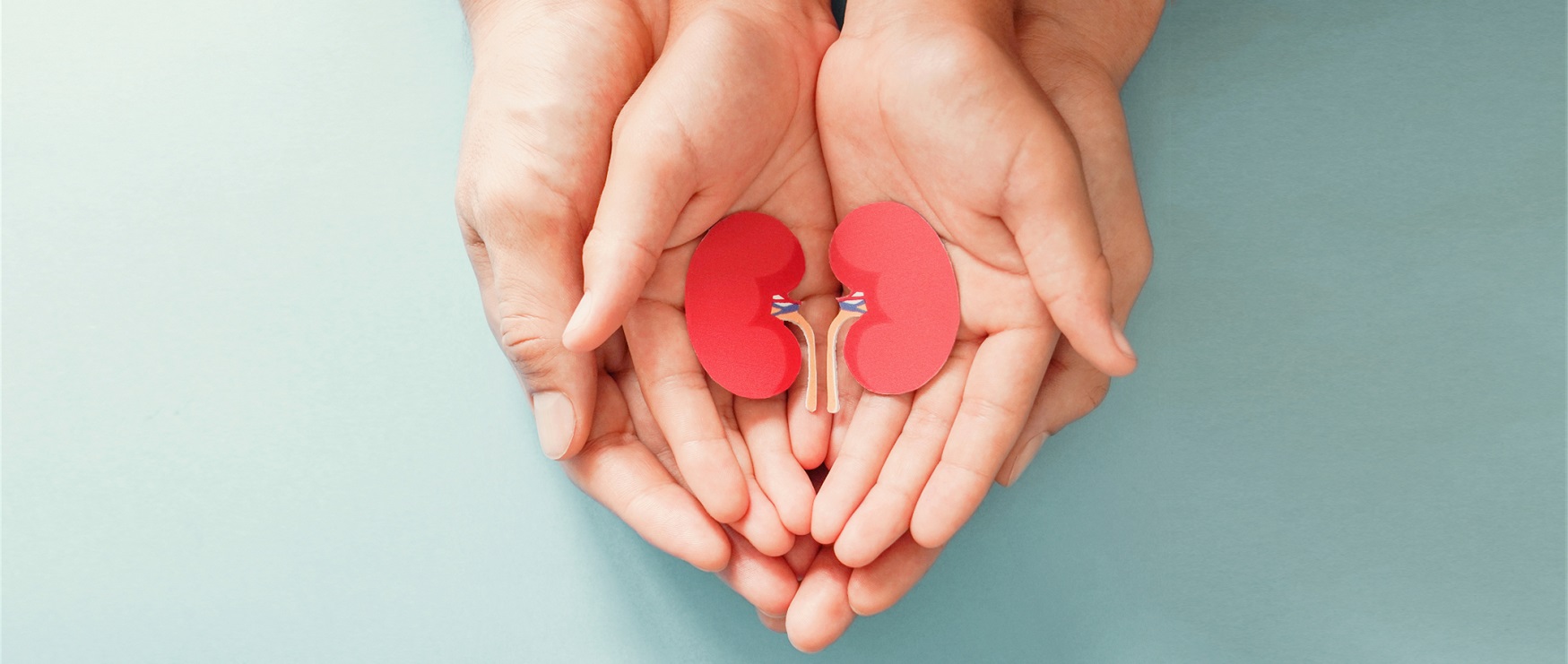 Parent and Child's hands holding a paper cut out of a kidney