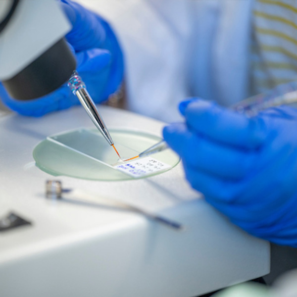 a closeup of hands holding a speciman under a microscope