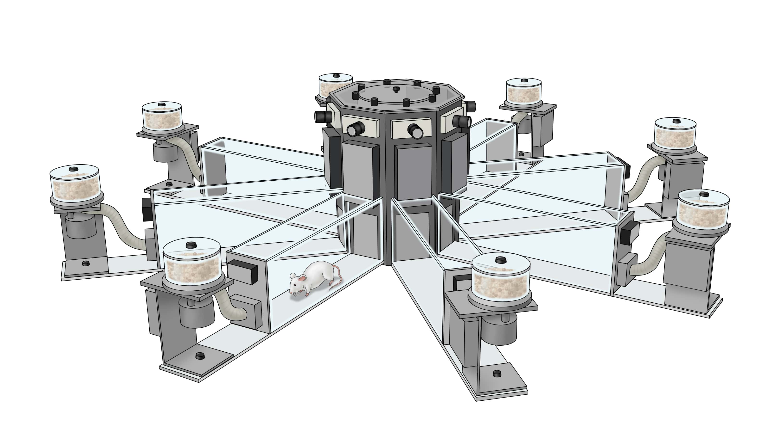 Eight arm radial arm maze