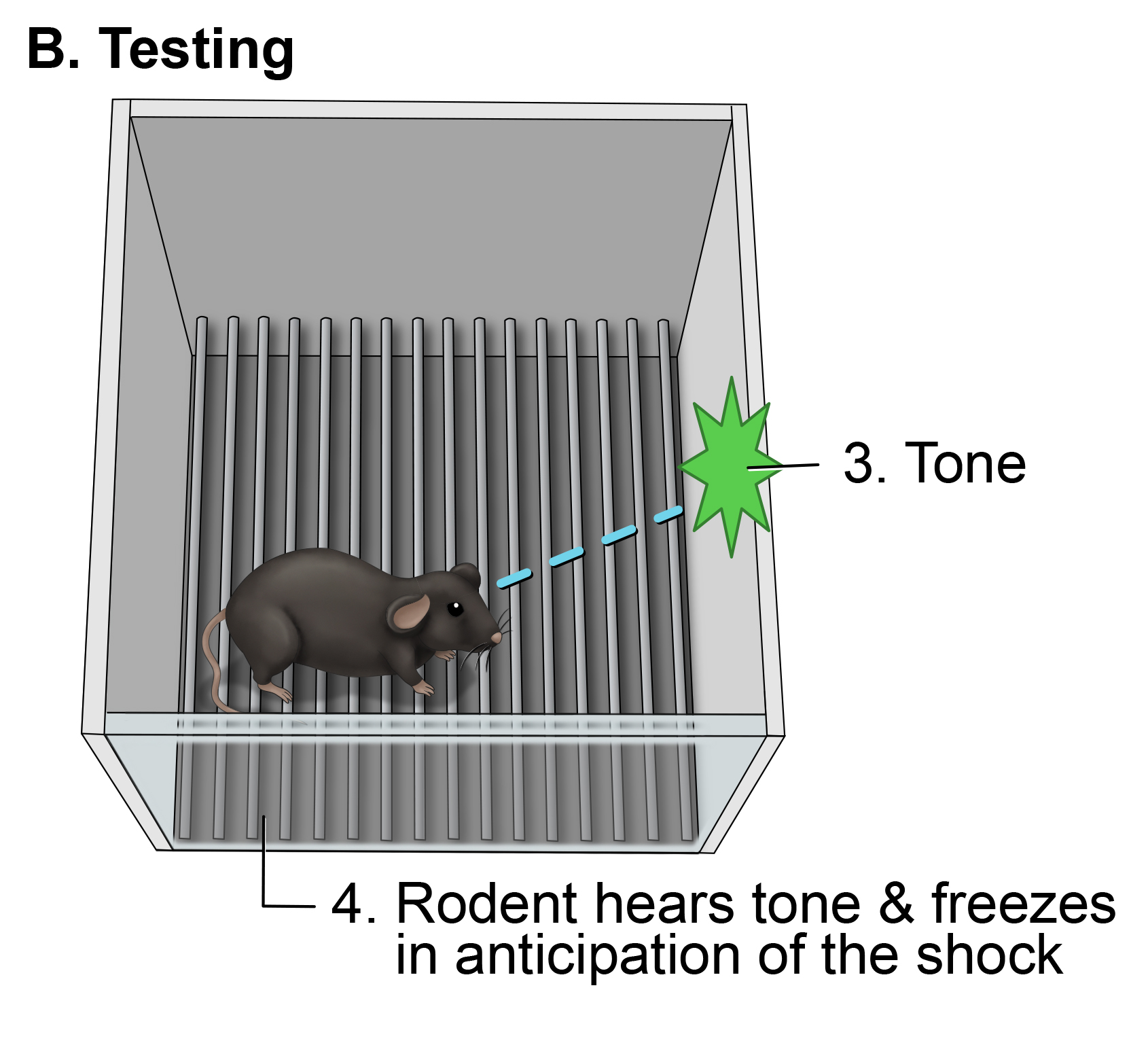 Rodent hears tone and braces for shock