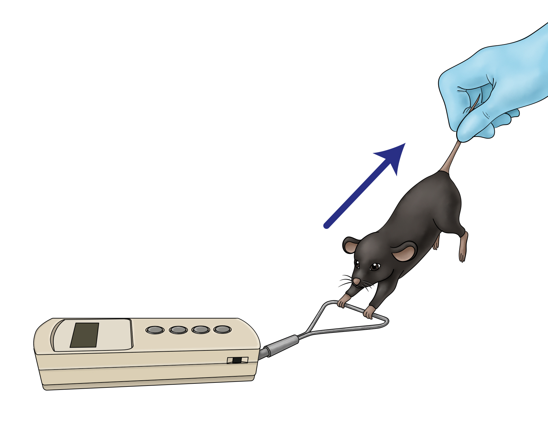 Rodent's grip strength tested by device and human hand