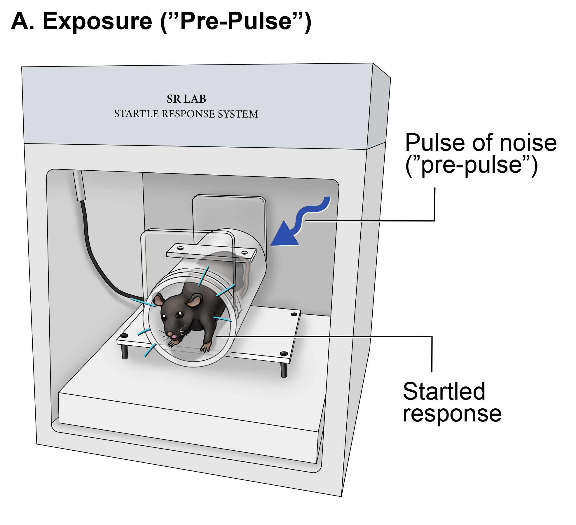 Pulse inhibition (pre-pulse)