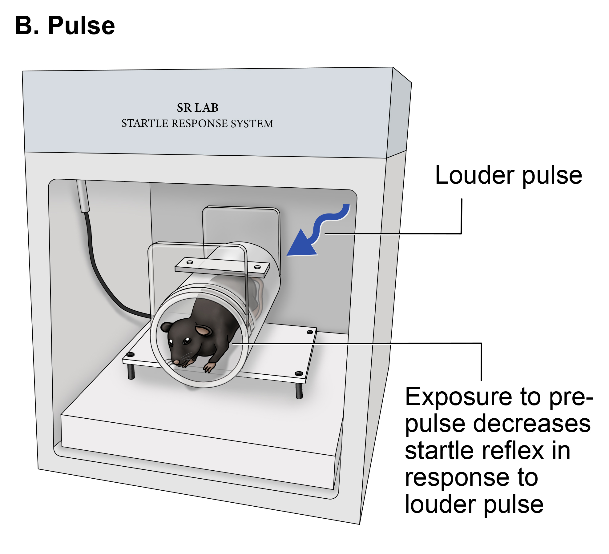 Pulse inhibition B (louder pulse)