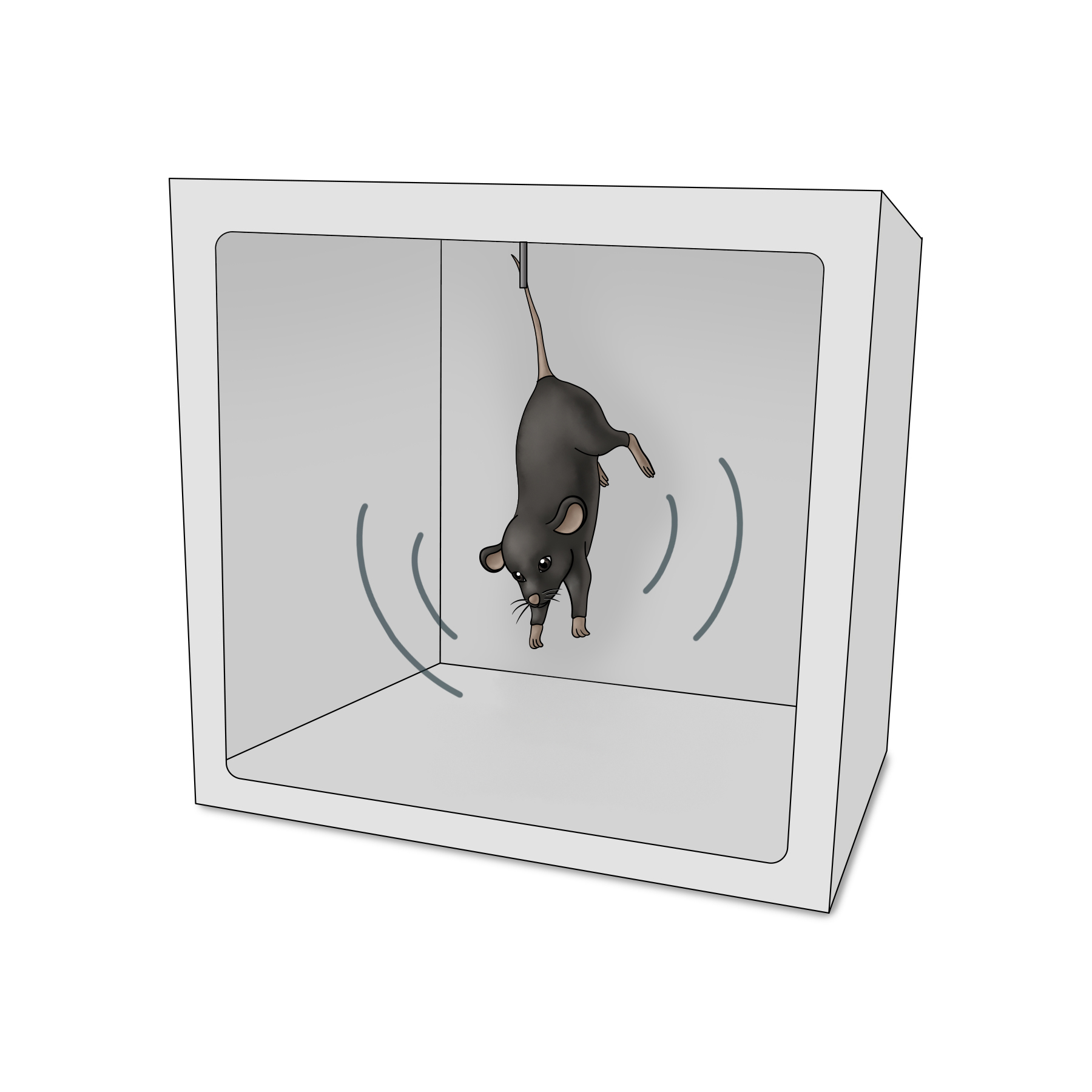 Tail suspension test shows rat being suspended by its tail inside a container
