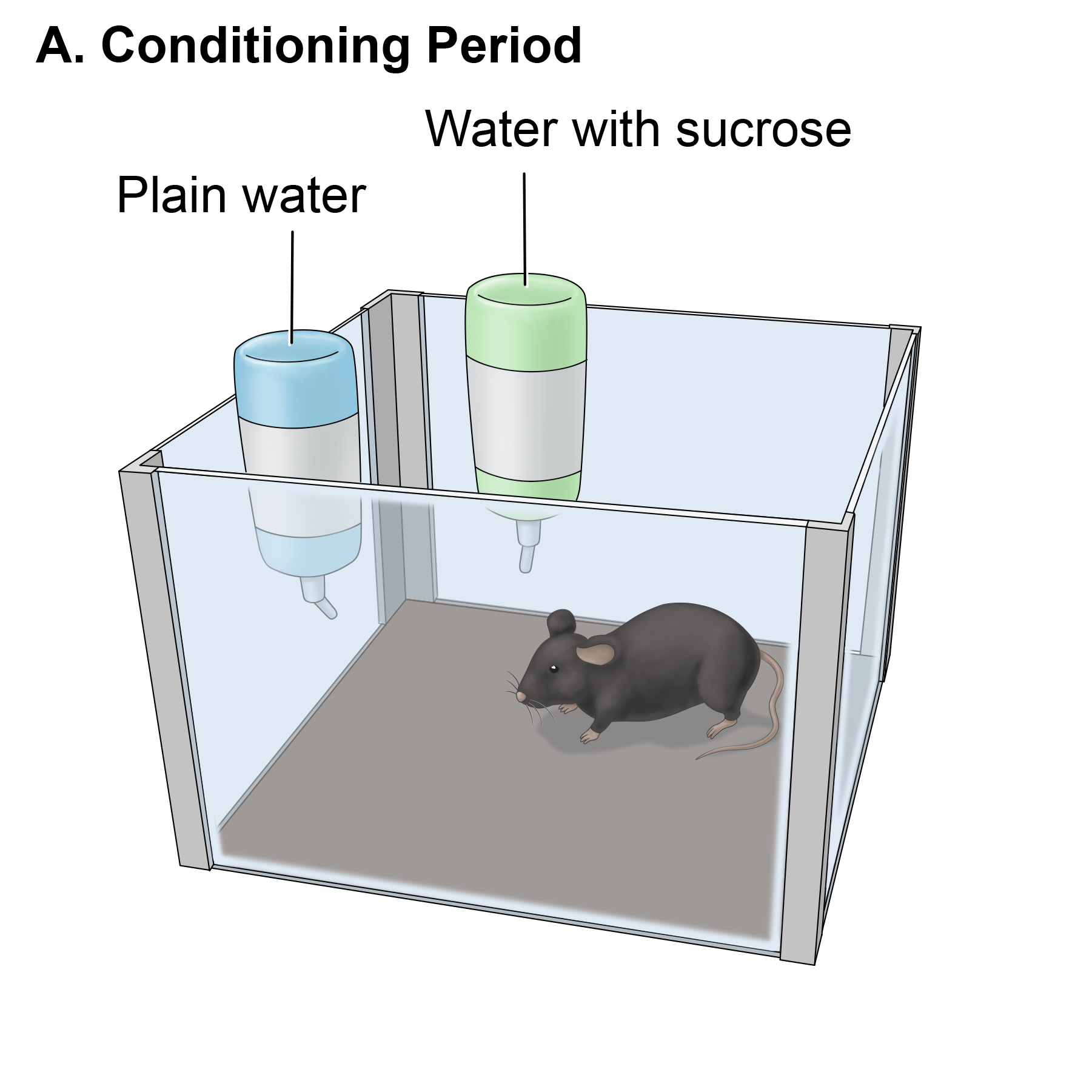Rodent in container with a capsule of plain water and a capsule of water with sucrose