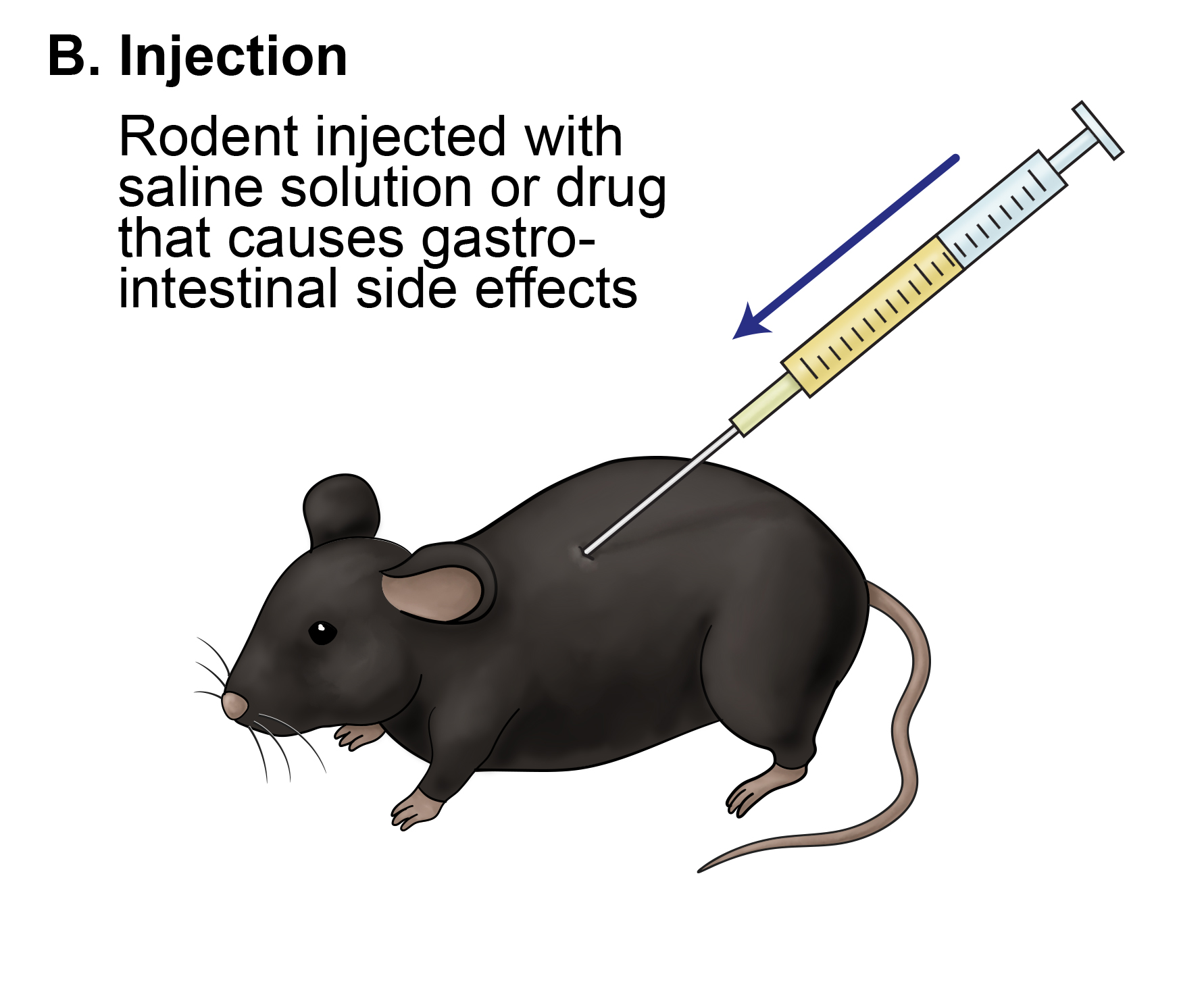 Rodent injected with saline solution or drug that causes gastrointestinal side effects
