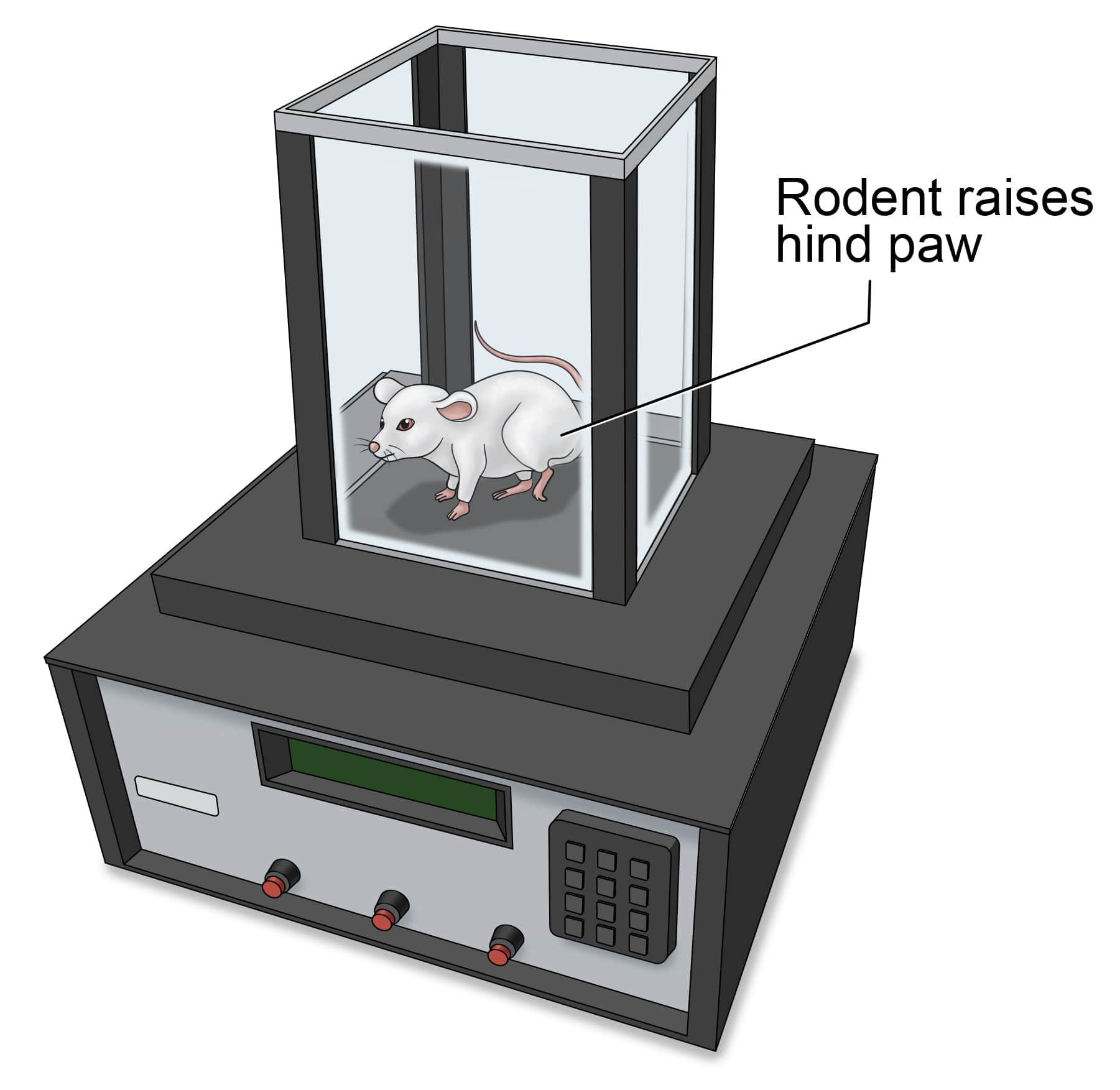 Rodent raises hind paw in the thermal sensitivity test